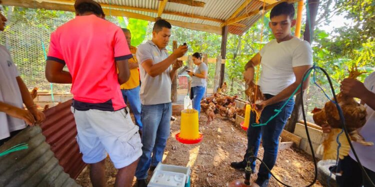 MAGA impulsa la sanidad avícola en Petén