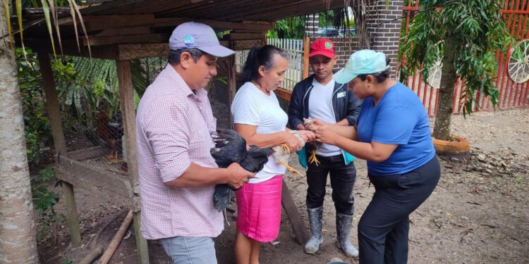 Vacunación ayuda a mejorar la producción aportando estabilidad. / Foto: MAGA.