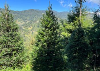 Fomentan la compra legal de pinabete en Huehuetenango