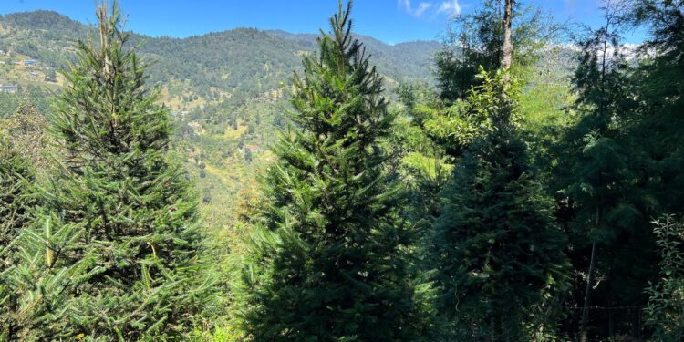 Fomentan la compra legal de pinabete en Huehuetenango