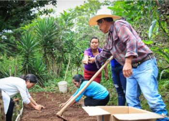 Más de 250 mil guatemaltecos beneficiados con el programa Estipendio Agropecuario. / Foto: MAGA.