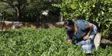 Seguro agrícola apoya a los productores afectados por fenómenos naturales.