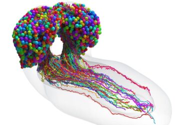 Analizaron efectos en el cerebro por la resistencia en la insulina. / Foto: EFE.