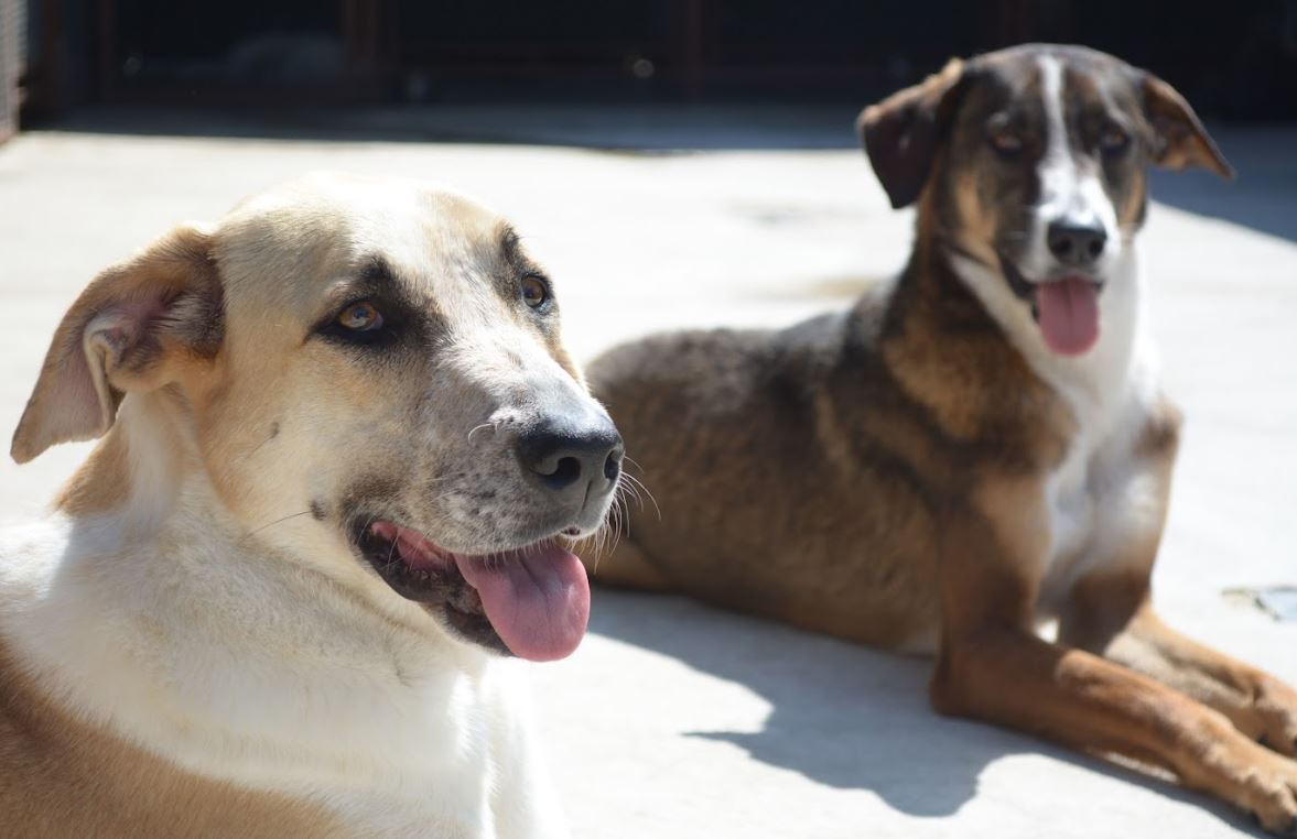 Extended Deadline for Rabies Vaccination for Dogs and Cats in Guatemala City