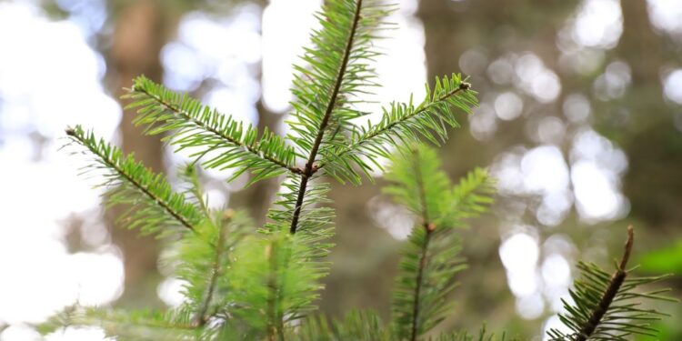 Parque Quetzalí en San Marcos conserva bosque natural de pinabete