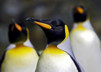El pingüino emperador es altamente dependiente de las placas de hielo. / Foto: EFE.