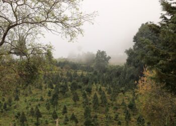 Impulsan la conservación de pinabete en bosques nativos y plantaciones sostenibles