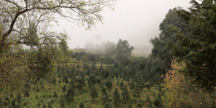 Impulsan la conservación de pinabete en bosques nativos y plantaciones sostenibles