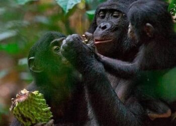 El cambio en el paisaje también influyó en la comunicación vocal de los primeros homínidos