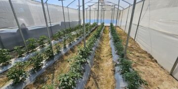 Entregan Escuela Técnica de Campo para la alimentación escolar en San Pedro Pinula, Jalapa