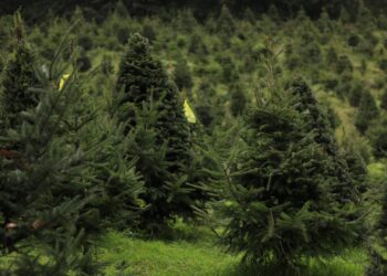 Concluyen operativos contra el tráfico ilegal de pinabete