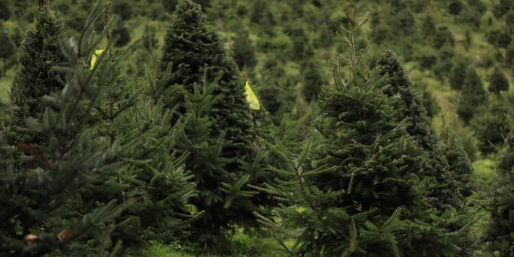 Concluyen operativos contra el tráfico ilegal de pinabete