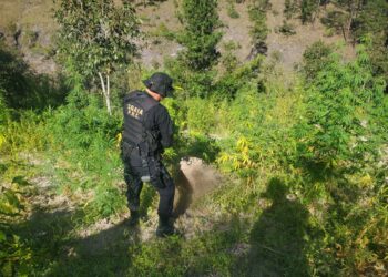 En operación antinarcóticos erradican 48 mil matas de marihuana