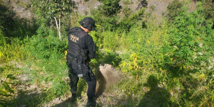 En operación antinarcóticos erradican 48 mil matas de marihuana
