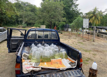 El MAGA entrega más de 25 mil alevines a comunidades de Petén