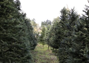 Productos forestales autorizados portan marchamo blanco o negro. /Foto: Conap