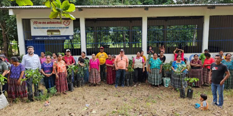 MAGA beneficia a 100 familias de Izabal con plantas de aguacate