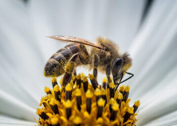 Los insectos más comunes, básicos para la biodiversidad, los que más están desapareciendo