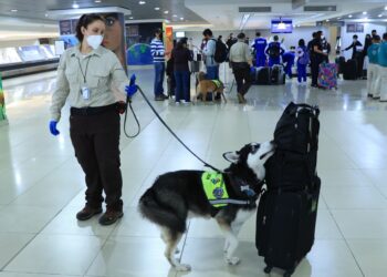 MAGA inspeccionó más de 77 millones de toneladas de productos con equipo canino. / Foto: MAGA.