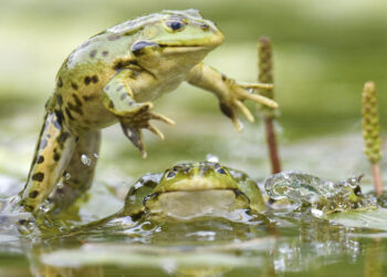 Color de sapos y ranas les ayuda a combatir cambios ambientales y patógenos