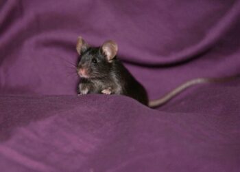 Algunos ratones son capaces de identificar manchas en su pelaje al verse a un espejo. / Foto: EFE.