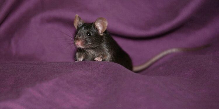 Algunos ratones son capaces de identificar manchas en su pelaje al verse a un espejo. / Foto: EFE.
