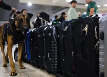Refuerzos caninos garantizan la seguridad en el aeropuerto durante festividades