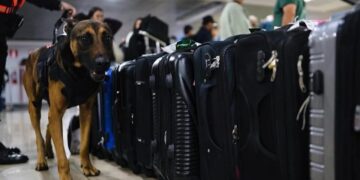 Refuerzos caninos garantizan la seguridad en el aeropuerto durante festividades