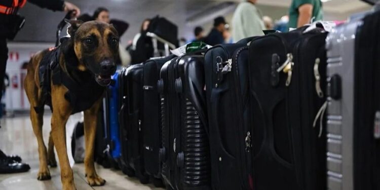 Refuerzos caninos garantizan la seguridad en el aeropuerto durante festividades