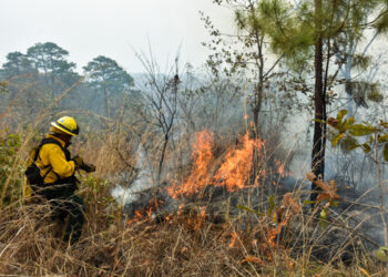 bombero suprimiendo un incendio forestal