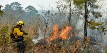 bombero suprimiendo un incendio forestal