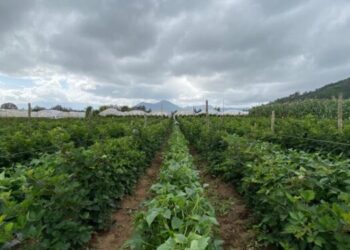 Entrega de semillas certificadas ha permitido cosechar millones de quintales de granos básicos