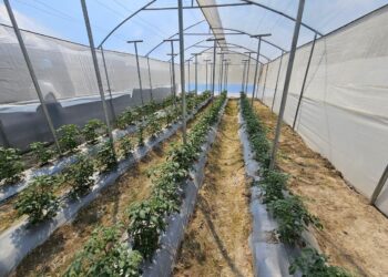 Entregan Escuela Técnica de Campo para la alimentación escolar en Malacatán, San Marcos