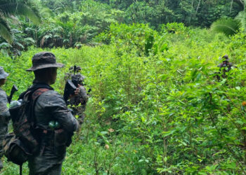 Combate al narcotráfico durante la actual administración evidencia efectividad