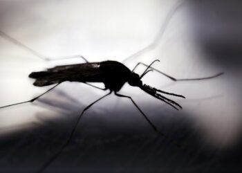 Combate el dengue desde casa. / Foto: EFE.