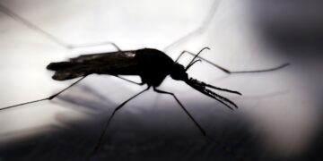 Combate el dengue desde casa. / Foto: EFE.