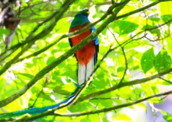 Invitan conocer el Refugio del Quetzal en San Marcos