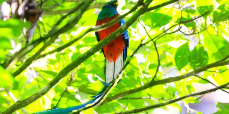 Invitan conocer el Refugio del Quetzal en San Marcos