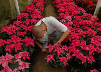 En 2023, continúa el emprendimiento del cultivo de pascuas.// Foto: SBS.