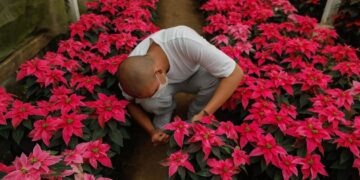 En 2023, continúa el emprendimiento del cultivo de pascuas.// Foto: SBS.