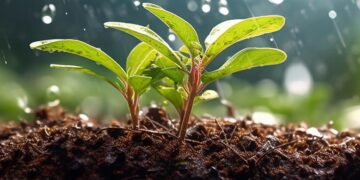 El Día Mundial del Suelo sirve para reflexionar sobre los desafíos que enfrenta este recurso vital. / Foto: ONU.