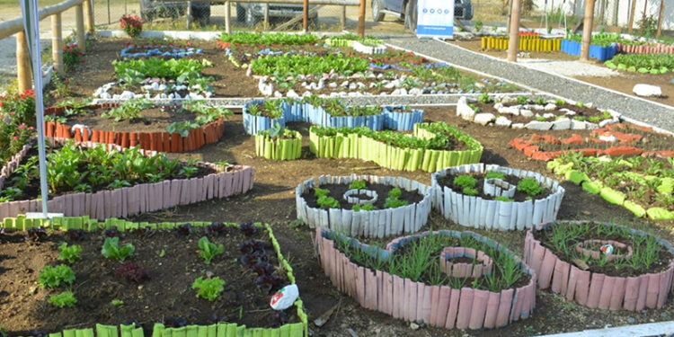 El MAGA fortalece la educación a través de los huertos escolares en 2024