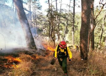 onred incendios forestales
