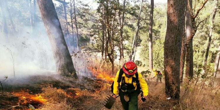 onred incendios forestales