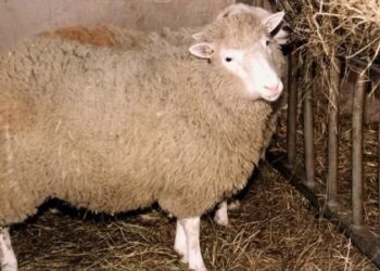 Científicos chinos logran clonación exitosa de un mono rhesus