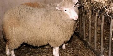 Científicos chinos logran clonación exitosa de un mono rhesus