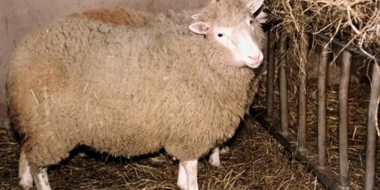 Científicos chinos logran clonación exitosa de un mono rhesus