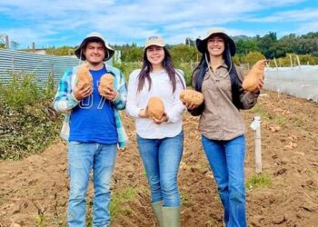 Jóvenes impulsan la cosecha de camote biofortificado en Chimaltenango