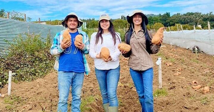 Jóvenes impulsan la cosecha de camote biofortificado en Chimaltenango