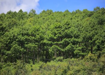 Avances significativos en conservación ambiental en el 2023